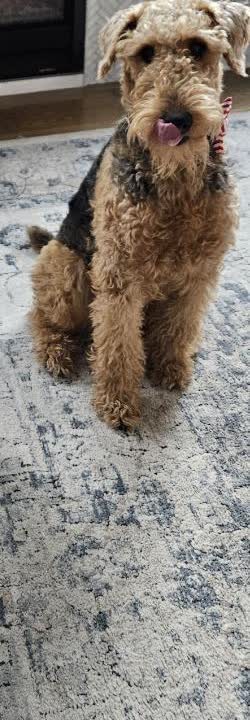Penny, our Airedale Head Baker