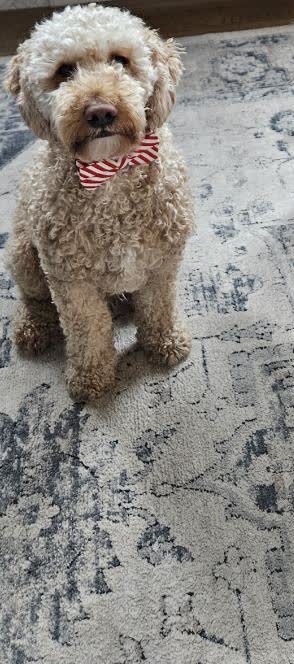 Teddy, our Goldendoodle Chief Tasting Officer